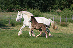 trabende Shire Horses