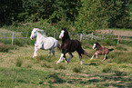 Shire Horses