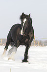 galoppierendes Shire Horse