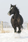 trabendes Shire Horse