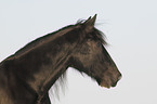 Shire Horse Portrait