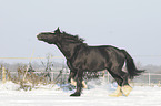 trabendes Shire Horse