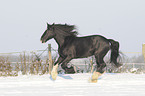 galoppierendes Shire Horse