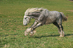 galoppierendes Shire Horse