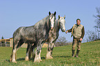 Mann und Shire Horses