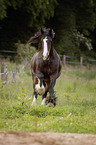 galoppierendes Shire Horse