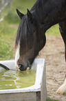 trinkendes Shire Horse