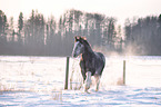 Shire Horse