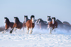 Shire Horse