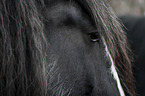 Shire Horse