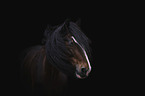 Shire Horse Portrait