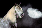 Shire Horse mit Holi Pulver