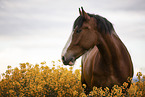 Shire horse Portrait