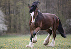 galoppierendes Shire horse