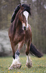 trabendes Shire horse