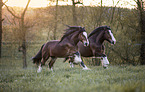 galoppierende Shire horses