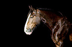 Shire Horse Portrait