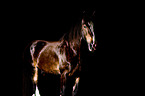 Shire Horse