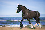 Shire Horse am Strand
