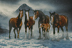 Shire Horses im Winter