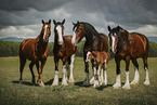 Shire Horses im Sommer