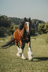 Shire Horse im Sommer