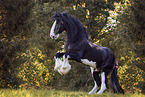 Shire horse Hengst