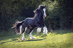 Shire horse Hengst