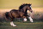 Shire horse Hengst