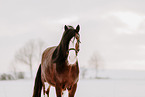 Shire Horse Hengst