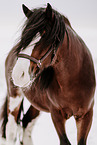 Shire Horse Hengst