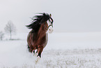 Shire Horse Hengst