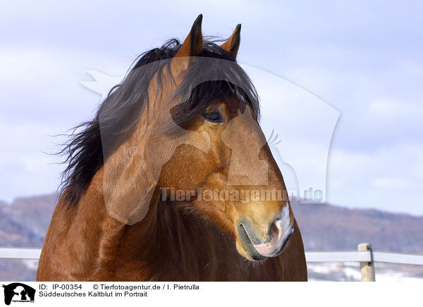 Sddeutsches Kaltblut im Portrait / IP-00354