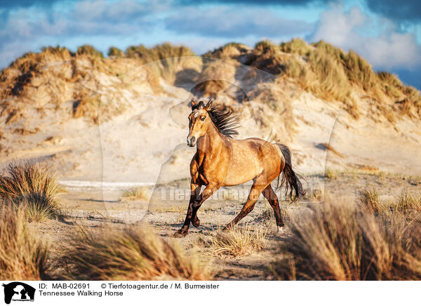 Tennessee Walking Horse / Tennessee Walking Horse / MAB-02691