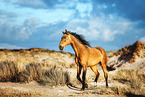 Tennessee Walking Horse