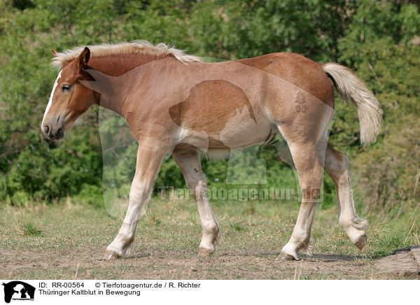 Thringer Kaltblut in Bewegung / RR-00564