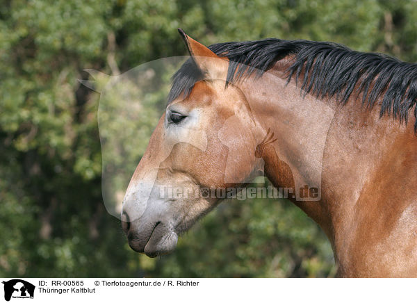 Thringer Kaltblut / Big Horse Portrait / RR-00565