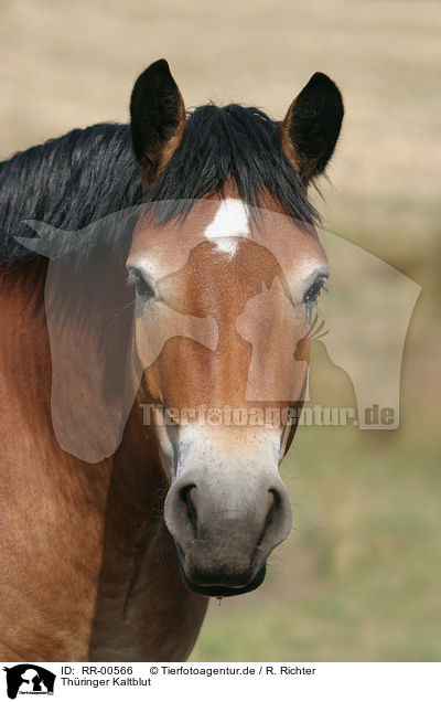 Thringer Kaltblut / Big Horse Portrait / RR-00566