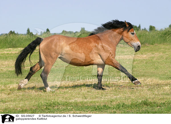 galoppierendes Kaltblut / running cart horse / SS-05627