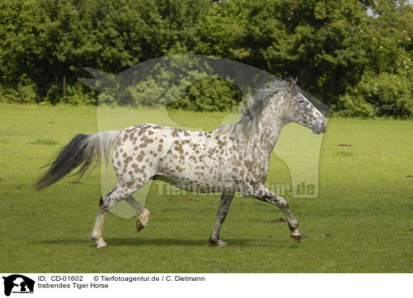 trabendes Tiger Horse / trotting Tiger Horse / CD-01602