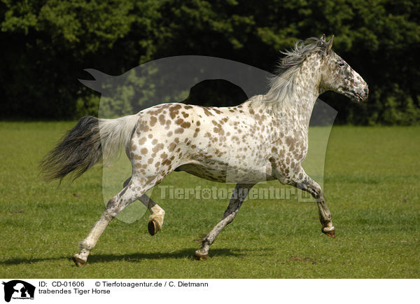trabendes Tiger Horse / trotting Tiger Horse / CD-01606