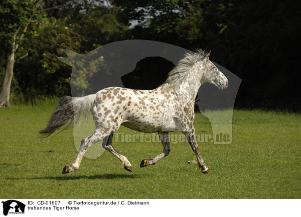 trabendes Tiger Horse / trotting Tiger Horse / CD-01607