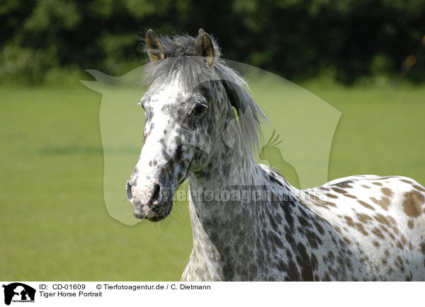 Tiger Horse Portrait / CD-01609