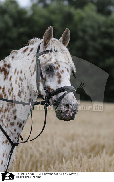 Tiger Horse Portrait / Tiger Horse Portrait / AP-06386