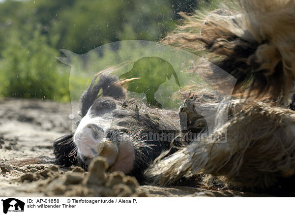 sich wlzender Tinker / wallowing Tinker / AP-01658
