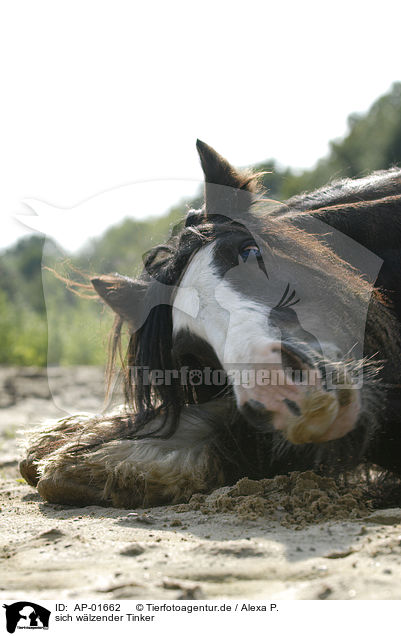 sich wlzender Tinker / wallowing Tinker / AP-01662