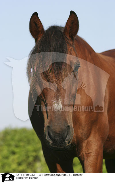 Traber im portrait / horse head / RR-06033