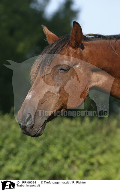 Traber im portrait / horse head / RR-06034