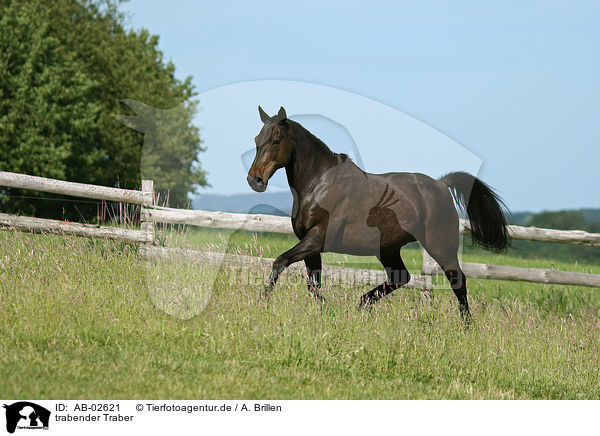 trabender Traber / trotting trotter / AB-02621