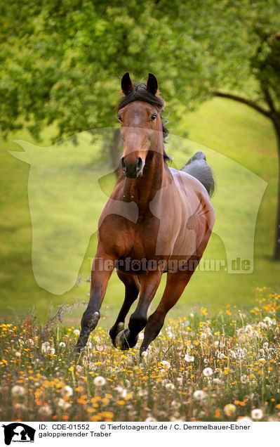 galoppierender Traber / galloping trotter / CDE-01552